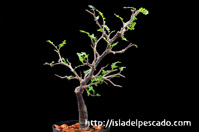 Isla Del Pescado 多肉植物 塊根植物 Operculicarya Pachypus
