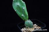 Opuntia canterai 墨こけし