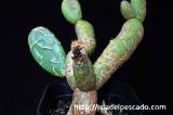 Opuntia zebrina f. reticulata 亀甲団扇