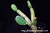 Opuntia zebrina f. reticulata 亀甲団扇 image_2