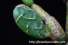 Opuntia zebrina f. reticulata 亀甲団扇 image_3