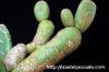 Opuntia zebrina f. reticulata 亀甲団扇 image_4