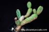 Opuntia zebrina f. reticulata 亀甲団扇 image_5