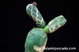 Opuntia zebrina f. reticulata 亀甲団扇