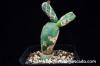 Opuntia zebrina f. reticulata 亀甲団扇 image_2