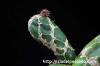 Opuntia zebrina f. reticulata 亀甲団扇 image_3