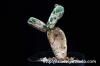 Opuntia zebrina f. reticulata 亀甲団扇 image_5