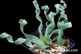 Ornithogalum concordianum オーニソガラム・コンコルディアナム
