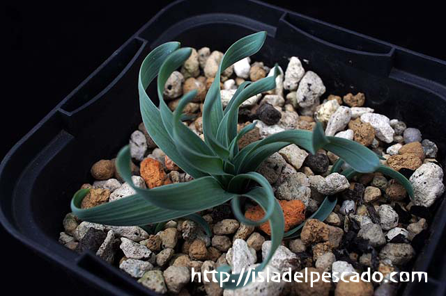 Ornithogalum concordianum オーニソガラム・コンコルディアナム