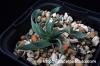 Ornithogalum concordianum オーニソガラム・コンコルディアナム image_1