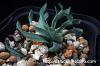Ornithogalum concordianum オーニソガラム・コンコルディアナム image_2