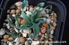 Ornithogalum concordianum オーニソガラム・コンコルディアナム image_3