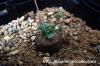 Othonna cacalioides オトンナ・カカリオイデス image_1