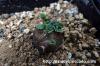 Othonna cacalioides オトンナ・カカリオイデス image_2