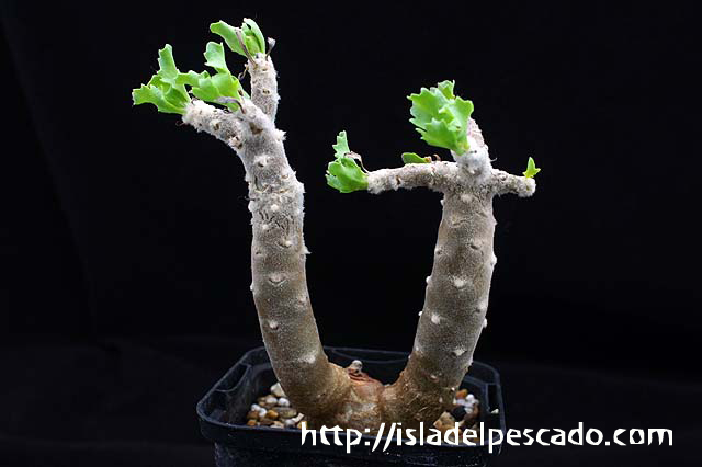 シシトウ 塊根植物 種子 楽天市場】塊根植物 多肉植物 種子 種 盆栽 キョウチクトウ科