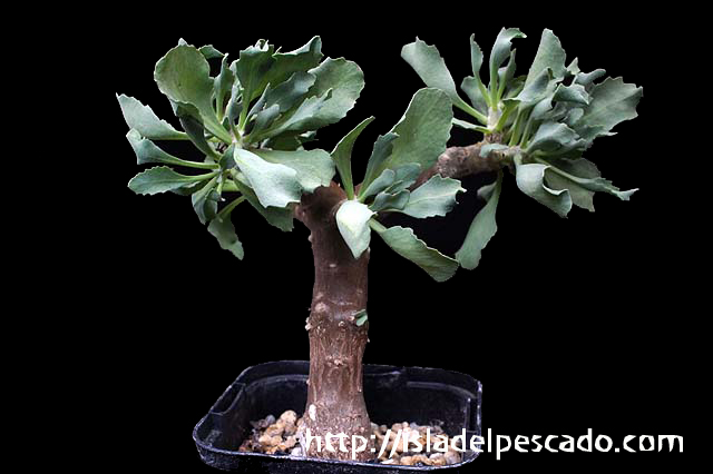 多肉植物 マルロシステラ ユニオンダレンシス 根上がり盆栽風 相当マイナーな品種 塊根種 1 - 観葉植物