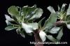 Othonna cyclophylla オトンナ・シクロフィラ image_3