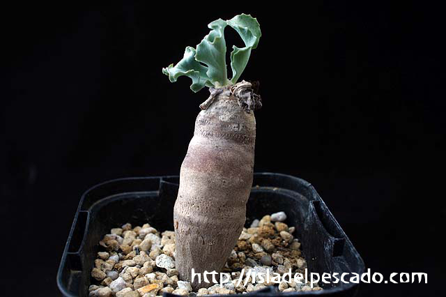 isla del pescado-多肉植物-塊根植物-Othonna cyclophylla isla del pescado-多肉植物-塊根植物-Othonna cyclophylla