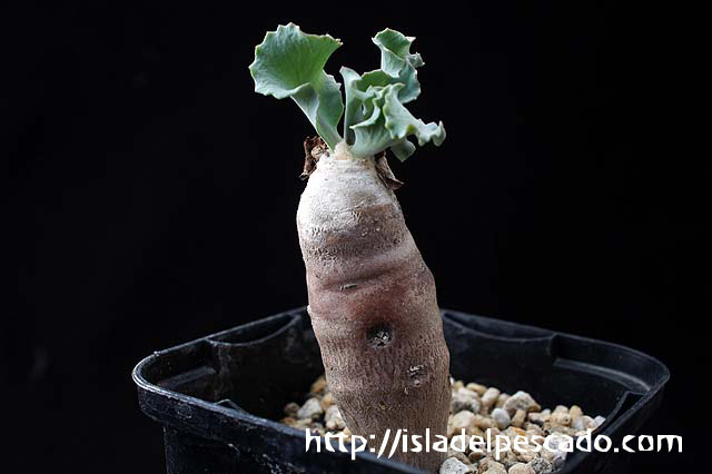 isla del pescado-多肉植物-塊根植物-Othonna cyclophylla