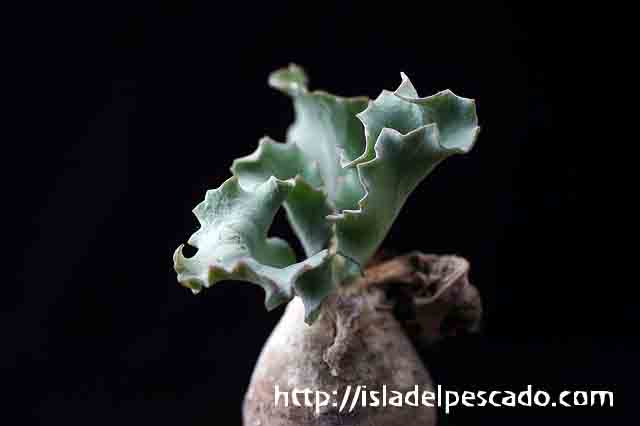 isla del pescado-多肉植物-塊根植物-Othonna cyclophylla