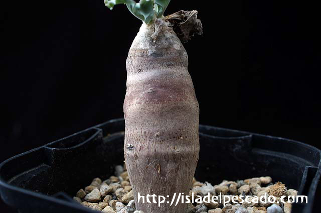 isla del pescado-多肉植物-塊根植物-Othonna cyclophylla