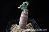 Othonna cyclophylla オトンナ・シクロフィラ image_1