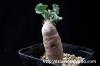 Othonna cyclophylla オトンナ・シクロフィラ image_2