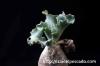 Othonna cyclophylla オトンナ・シクロフィラ image_3