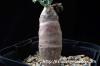 Othonna cyclophylla オトンナ・シクロフィラ image_4
