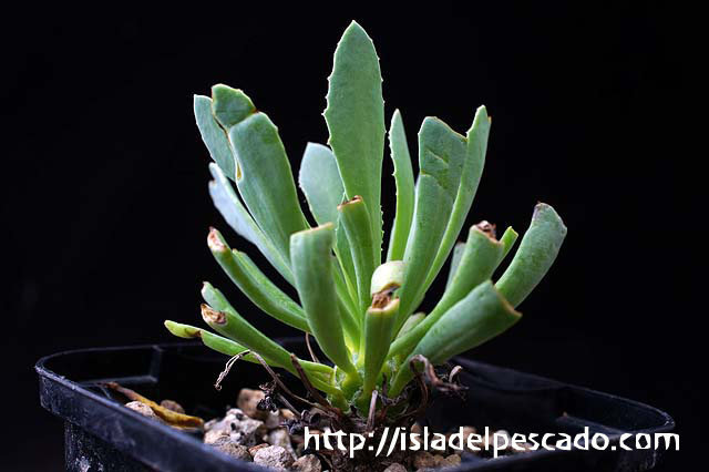 Othonna lepidocaulis オトンナ・レピドカウリス