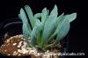 Othonna lepidocaulis オトンナ・レピドカウリス image_1