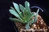 Othonna lepidocaulis オトンナ・レピドカウリス image_2