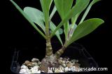 Othonna macrosperma オトンナ・マクロスペルマ