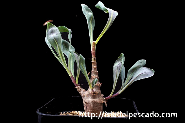 isla del pescado-多肉植物-塊根植物-Othonna macrosperma