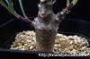 Othonna macrosperma オトンナ・マクロスペルマ image_3