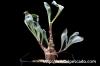 Othonna macrosperma オトンナ・マクロスペルマ image_5