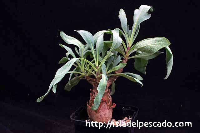 isla del pescado-多肉植物-塊根植物-Othonna pachypoda