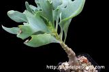 Othonna quercifolia オトンナ・クエルシフォリア