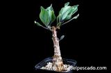 Othonna quercifolia オトンナ・クエルシフォリア