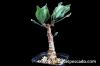 Othonna quercifolia オトンナ・クエルシフォリア image_1
