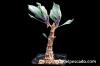 Othonna quercifolia オトンナ・クエルシフォリア image_2