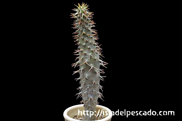isla del pescado-多肉植物-パキポディウム-Pachypodium ambongense