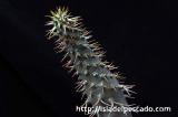 Pachypodium ambongense パキポディウム・アンボンゲンセ