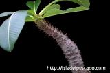 Pachypodium baronii パキポディウム・バロニー