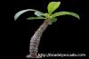 Pachypodium baronii パキポディウム・バロニー image_2