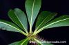 Pachypodium baronii パキポディウム・バロニー image_3
