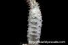 Pachypodium baronii パキポディウム・バロニー image_4