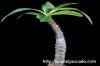 Pachypodium baronii パキポディウム・バロニー image_5