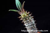 Pachypodium baronii パキポディウム・バロニー