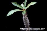 Pachypodium baronii パキポディウム・バロニー